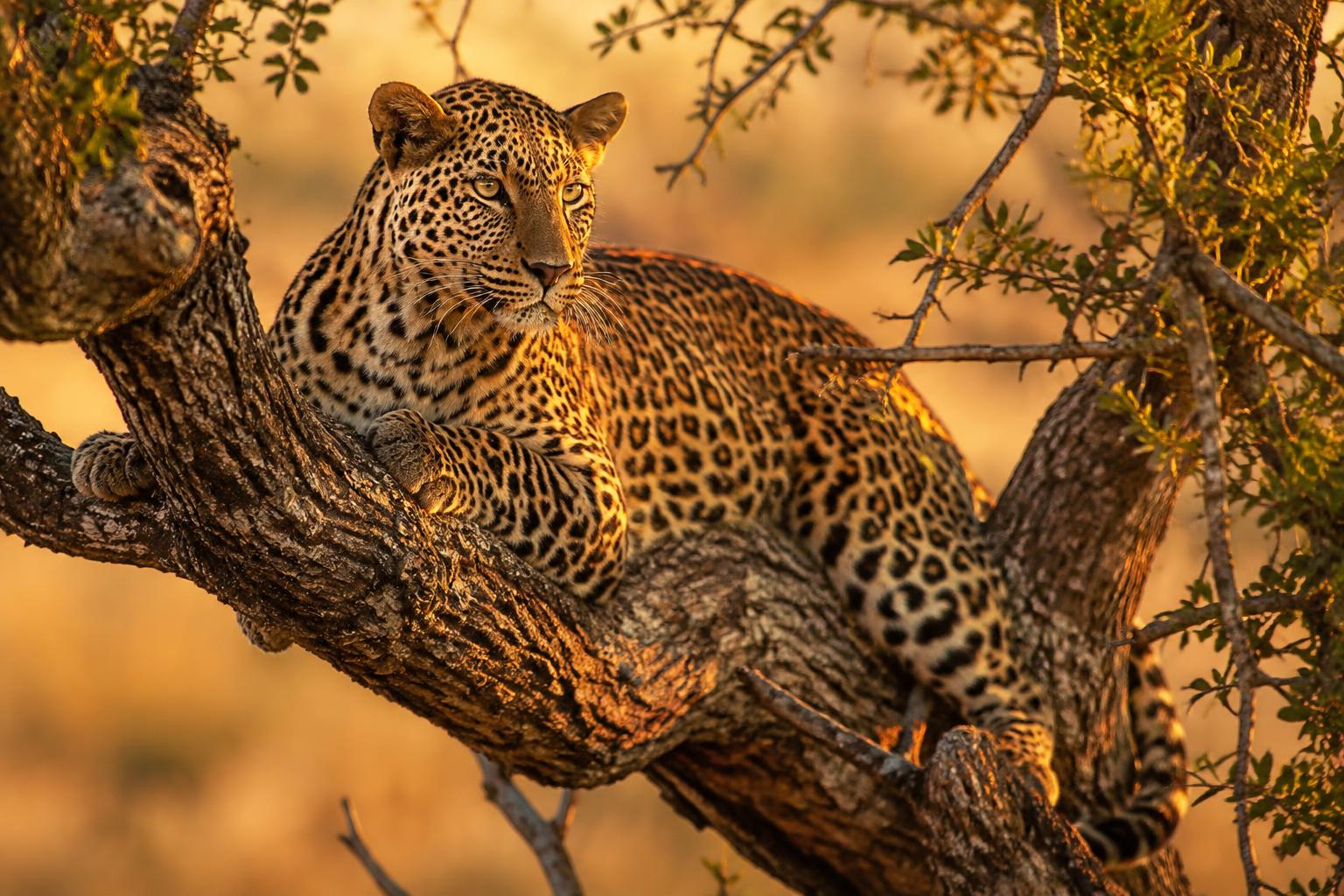 Wildlife